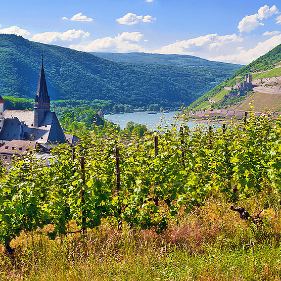 Malerische Flusslandschaft mit Weinbergen im Vordergrund, bewaldeten Steilhängen und einer Burgruine im Sonnenschein