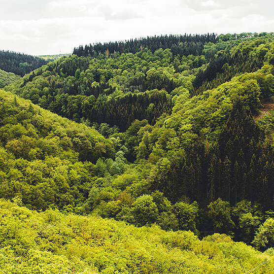 Weitblick über einen dicht bewaldeten Hang und ein grünes Tal, was die Vielfalt des Waldes zeigt